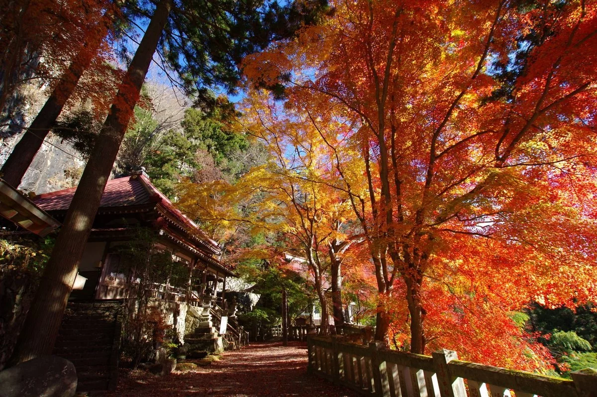 これからが見頃！【黒滝山】山の魅力が凝縮、真紅に染まる群馬の秘宝【不動寺】