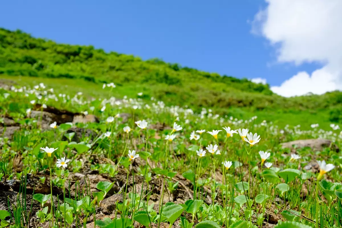 日本一美しい山岳紅葉で知られる花の百名山「栗駒山」を代表する花、ヒナザクラ（雛桜）
栗駒山　登山