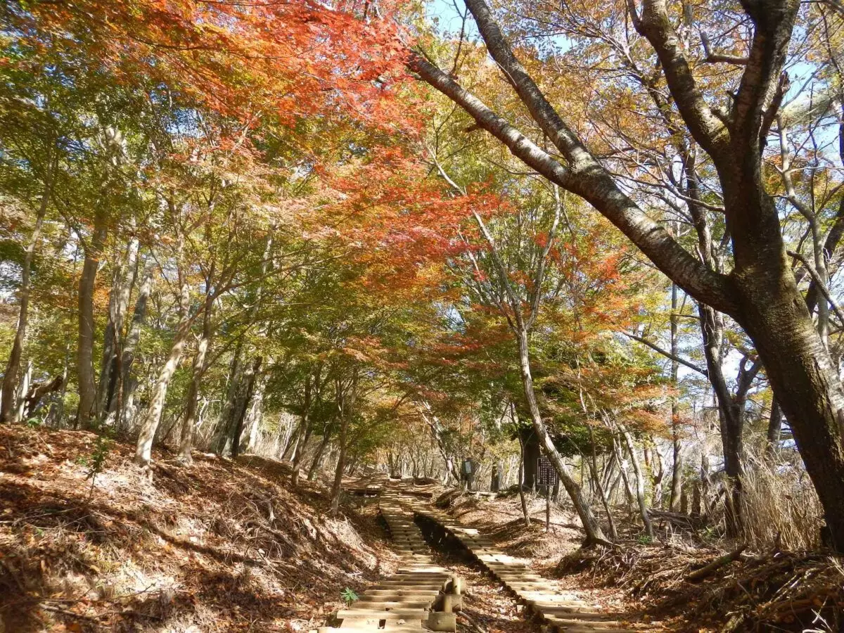 低山　おすすめ　塔ノ岳　大倉尾根の紅葉坂