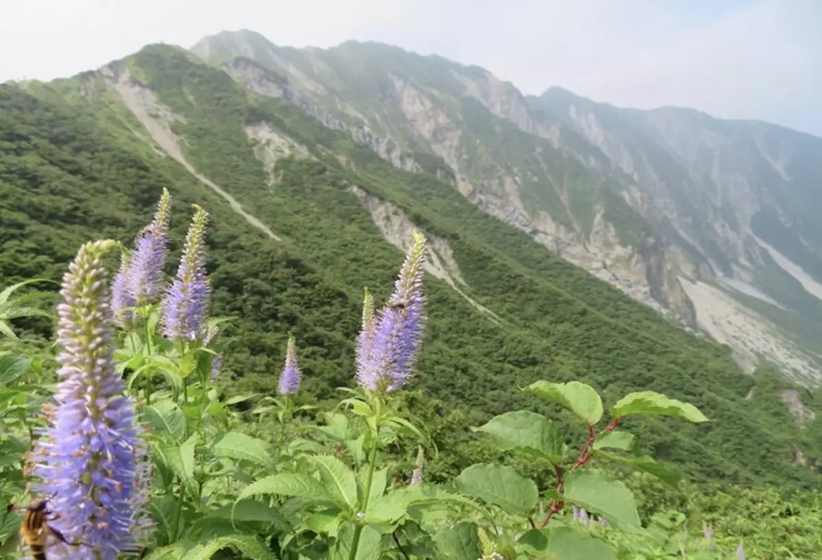 大山の高山植物