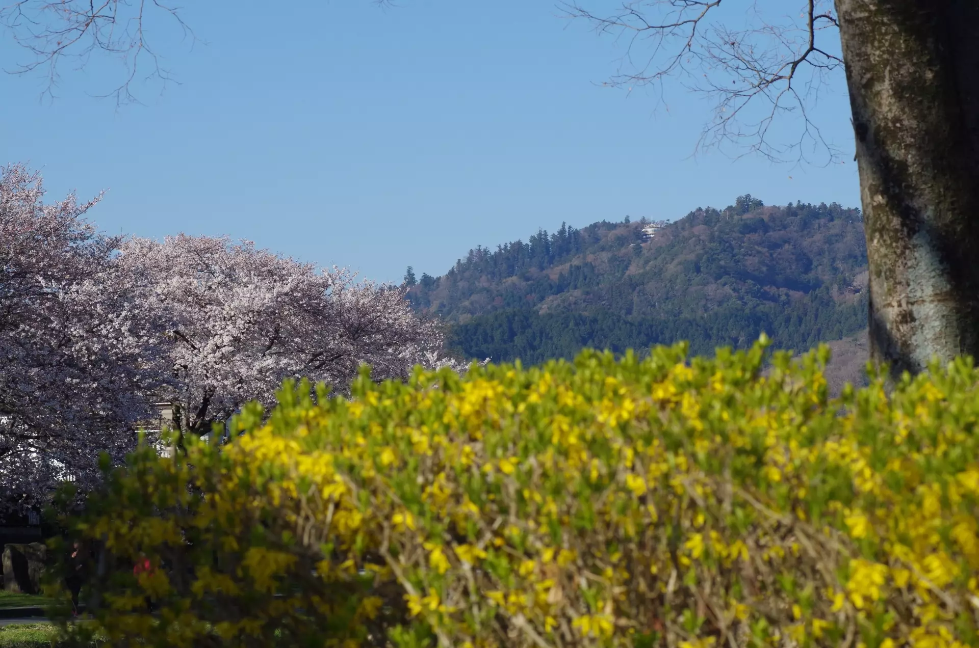 花に彩られた山を歩く-春山の楽しみ方とおすすめの山