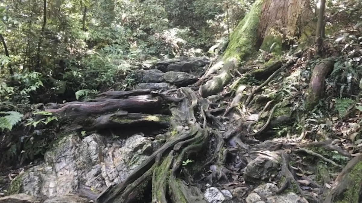 金華山　登山　木の根