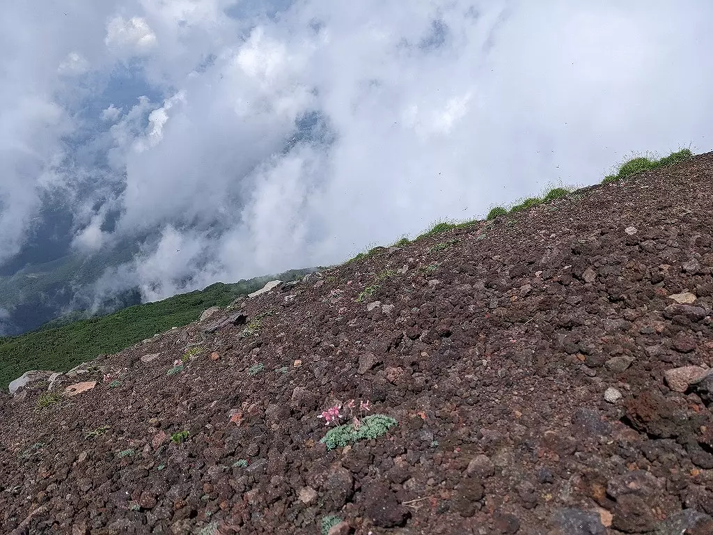 岩手山の登山道に咲くコマクサ