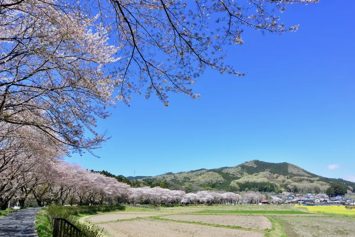 日和田山登山｜日帰り難易度別ルート3選【春と秋のお花見登山】