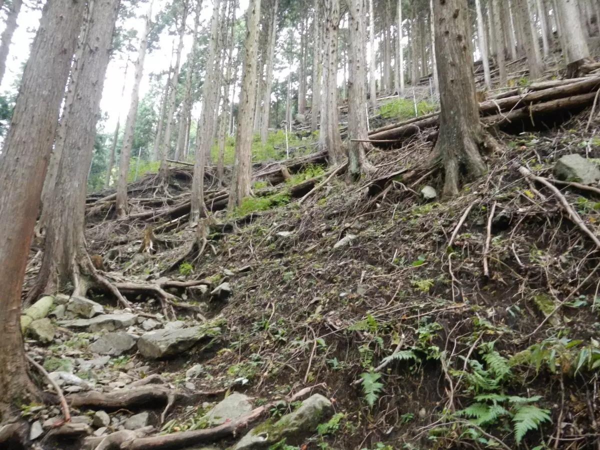 低山　おすすめ　塔ノ岳　天神尾根　登山道