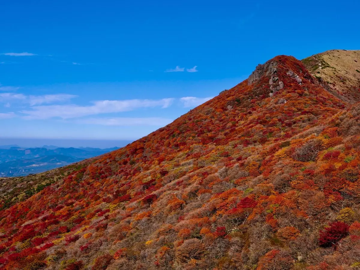 九重山の紅葉