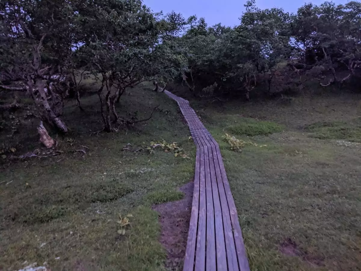 ダケカンバの森の中を突き抜ける木道