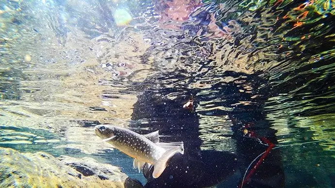 TORQUEG03で撮影する水中写真