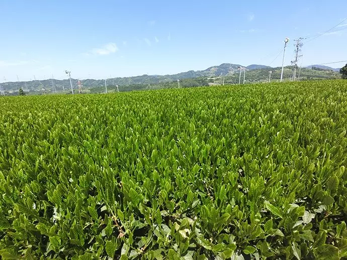 東海道五十三次 茶畑