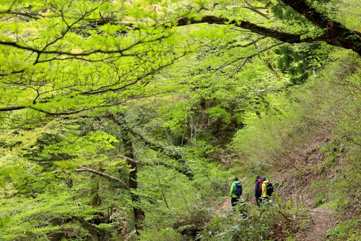 大山登山道