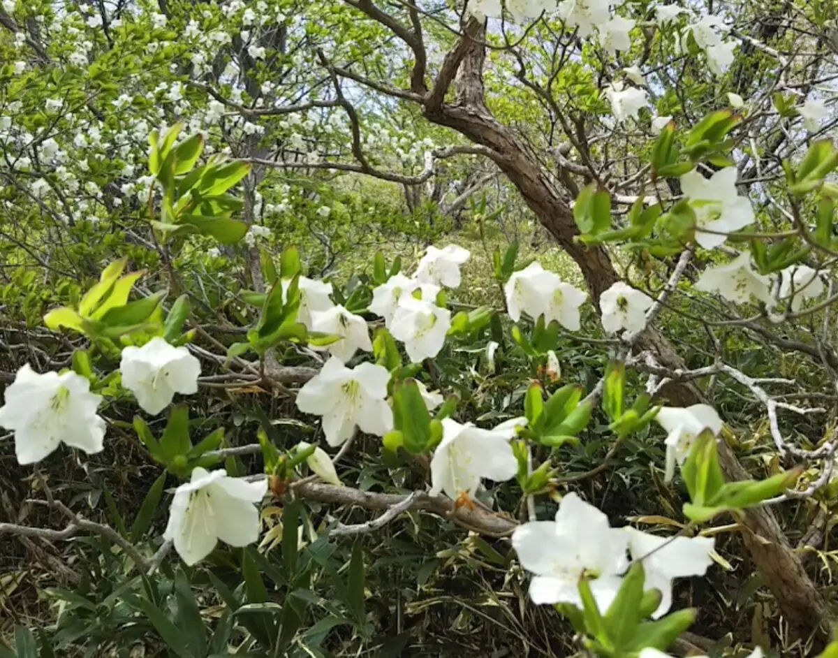 美しいゴヨウツツジが約3万本群生する5月の那須岳
