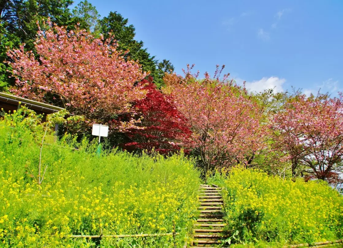 【東京近郊トレイルランコース】初心者におすすめ里山を楽しむ渋沢丘陵