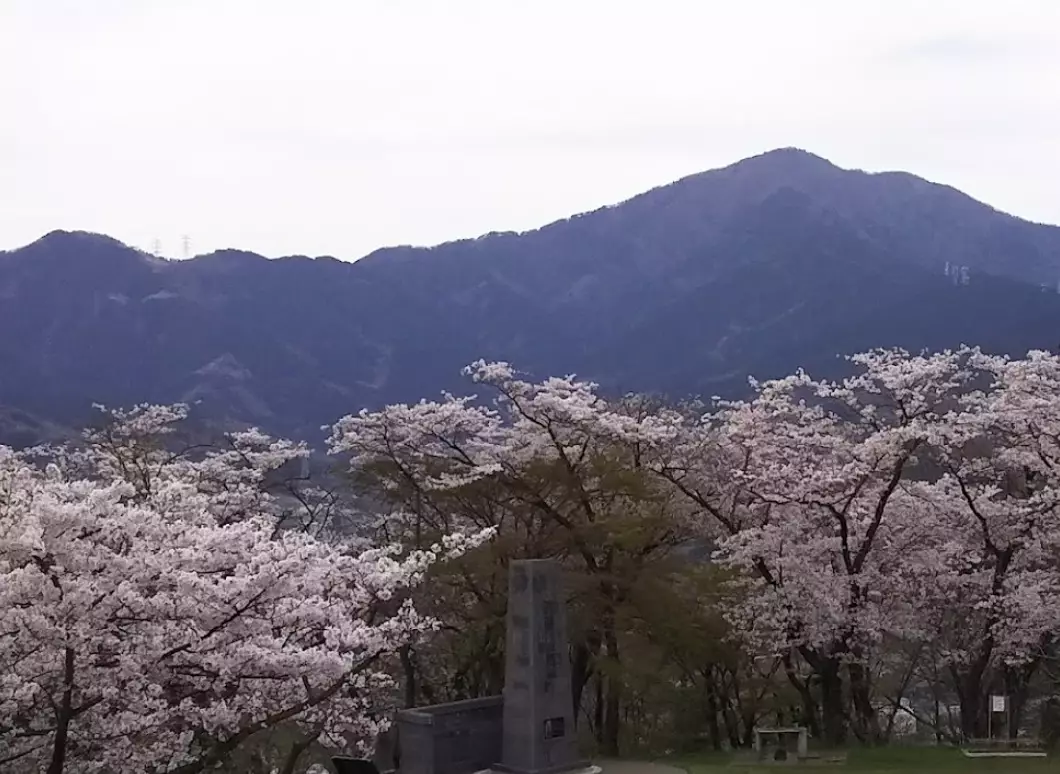 丹沢山塊南の弘法山で楽しむ花見ランチ