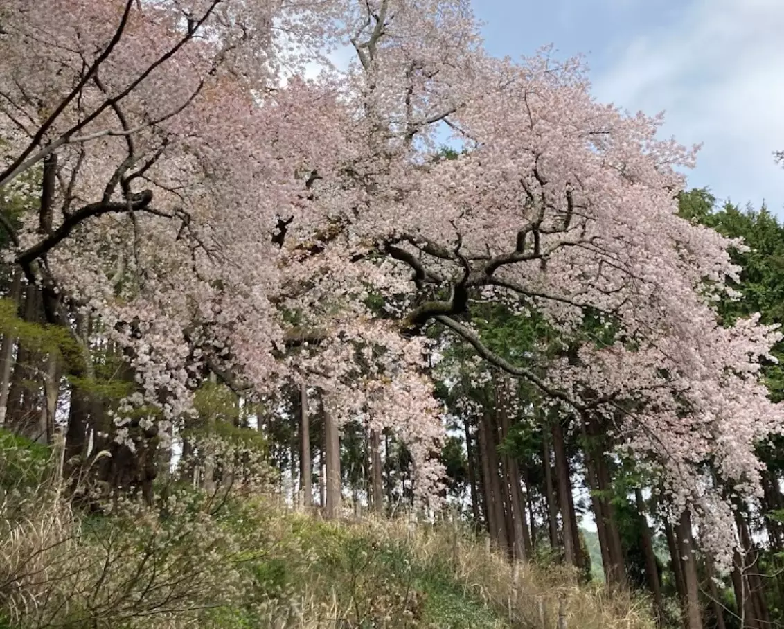 家族でも楽しめる花見登山 大山桜ハイキングコース