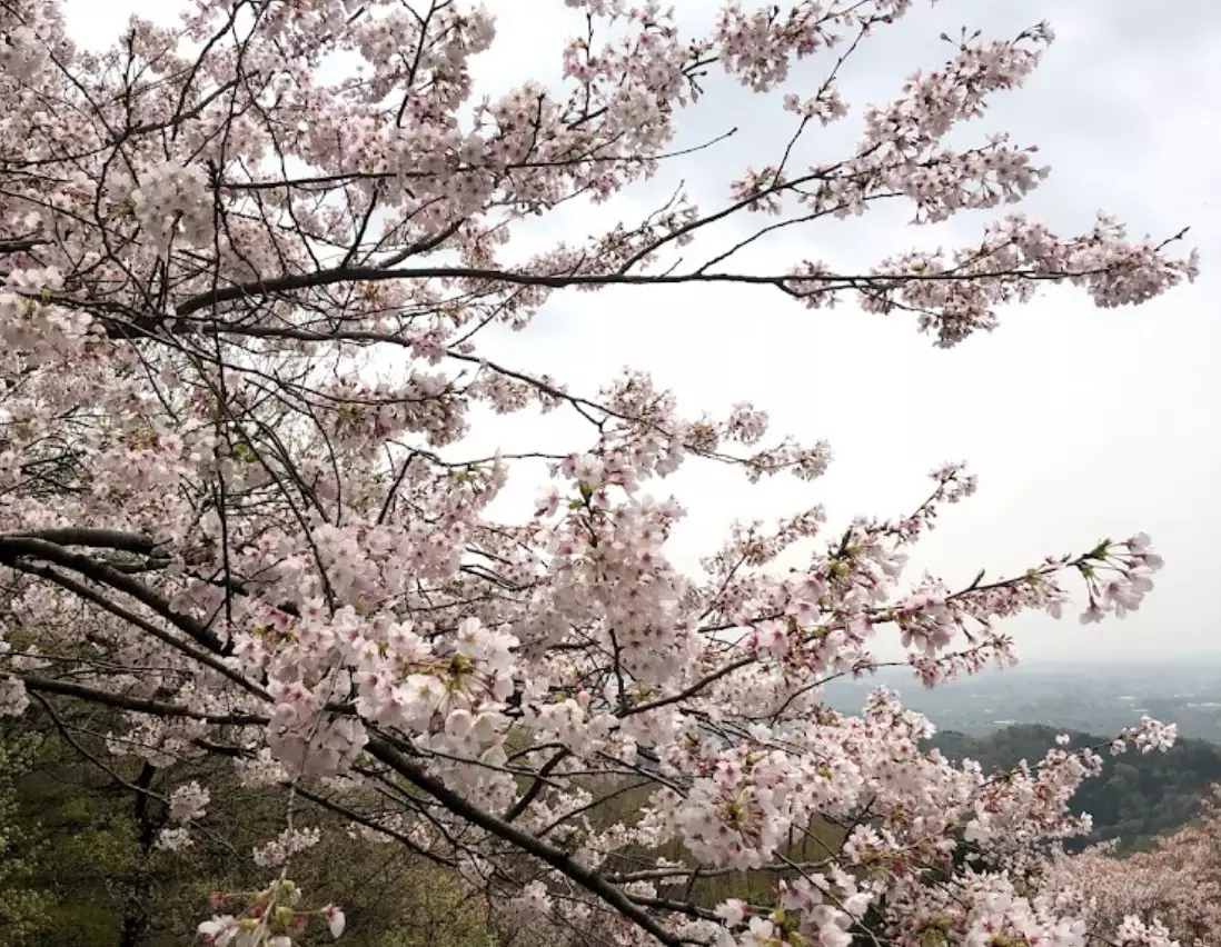 関東平野を一望できる栃木県大平山で楽しむ花見登山