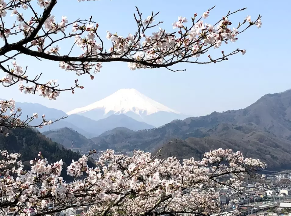 桜越しに富士山を楽しむことができる岩殿山丸山公園