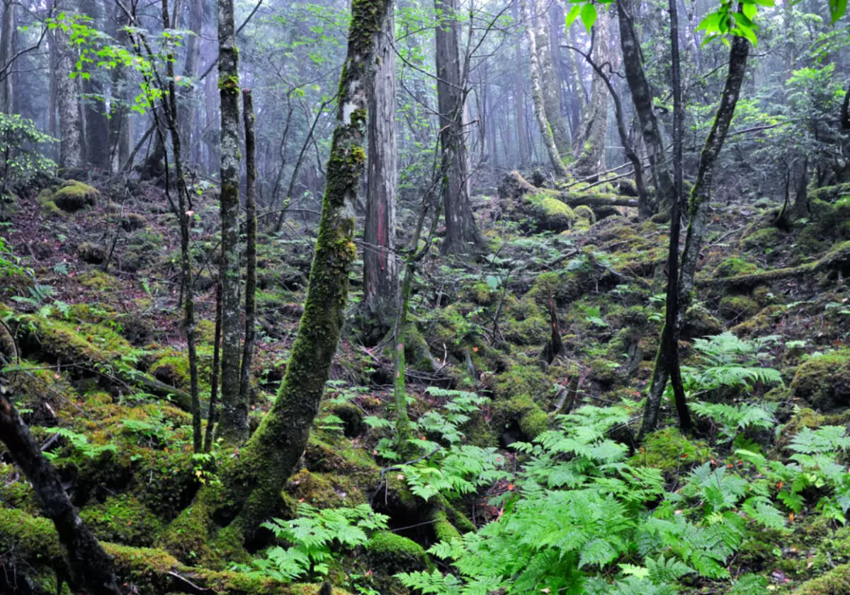 【東京近郊トレイルランコース】美しい森を満喫する青木ヶ原樹海コース