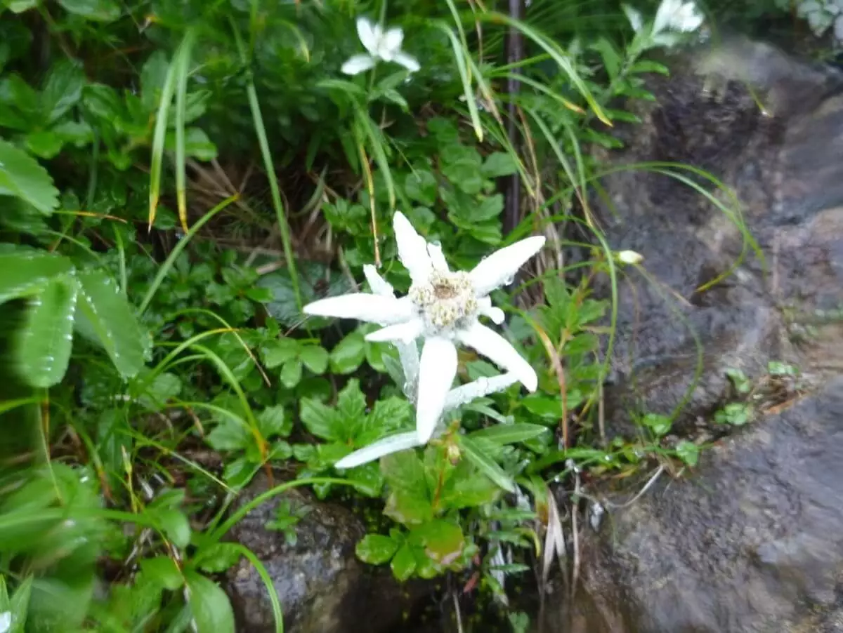 早池峰山はハヤチネウスユキソウという固有種の花