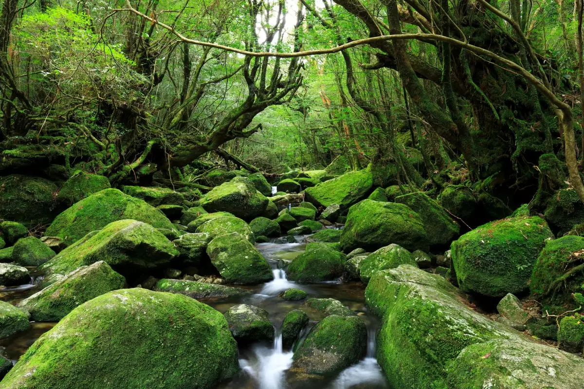 ｊ白川雲水峡の苔むした森