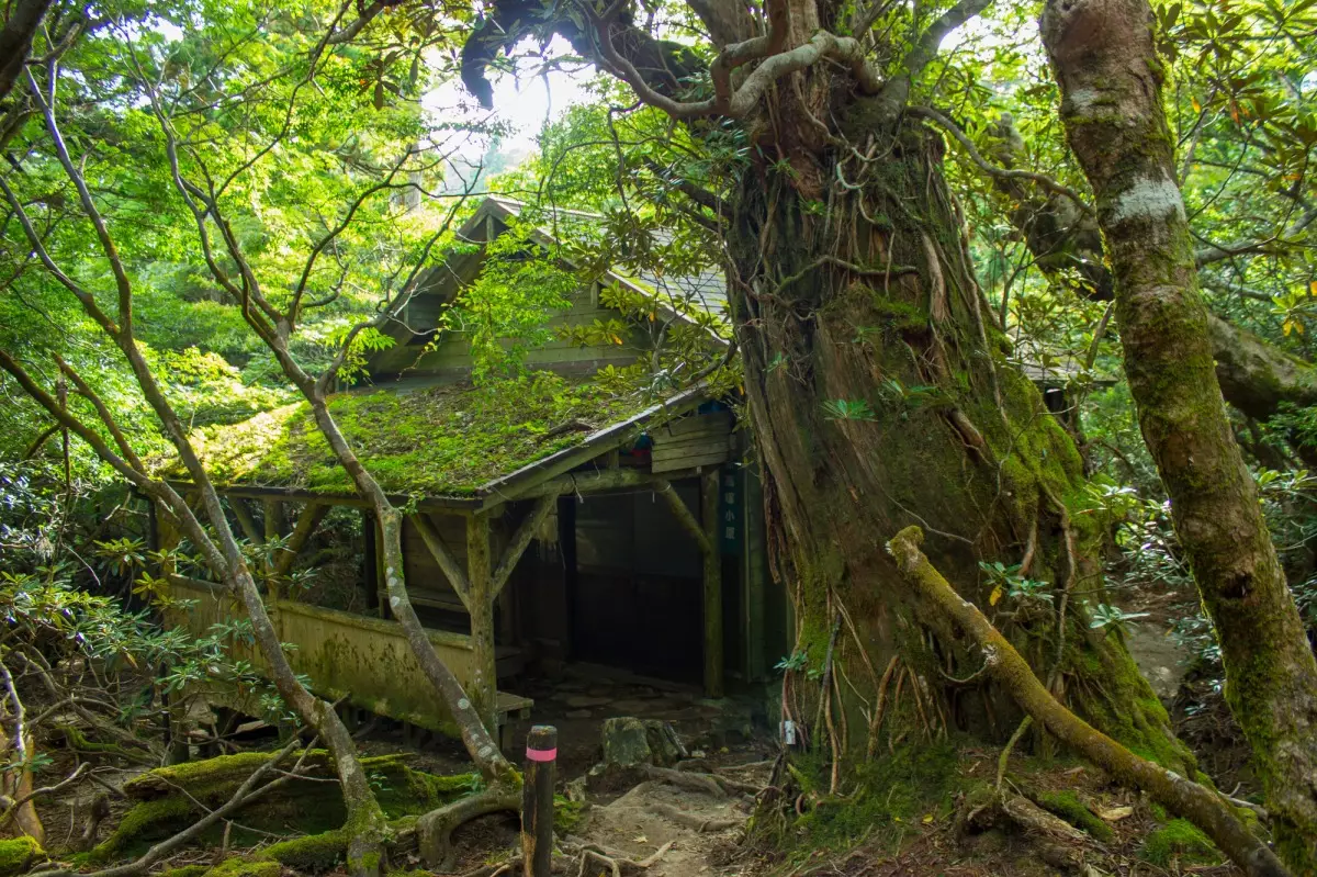 新高塚小屋と大木