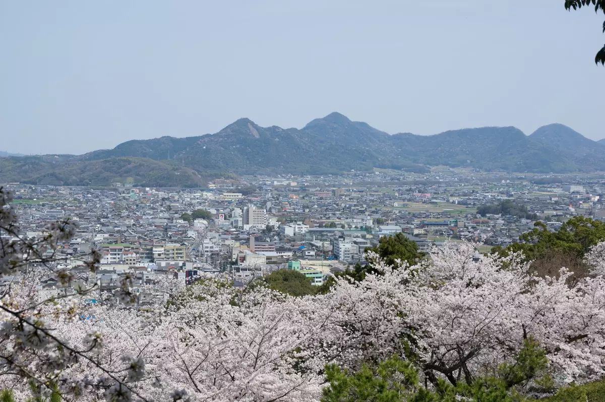 【春を先取り】桜を楽しむ山旅-金刀比羅宮と大麻山と周辺グルメ探訪