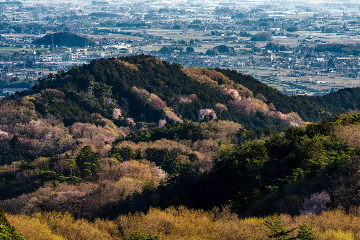3月　お花見登山
太平山　桜