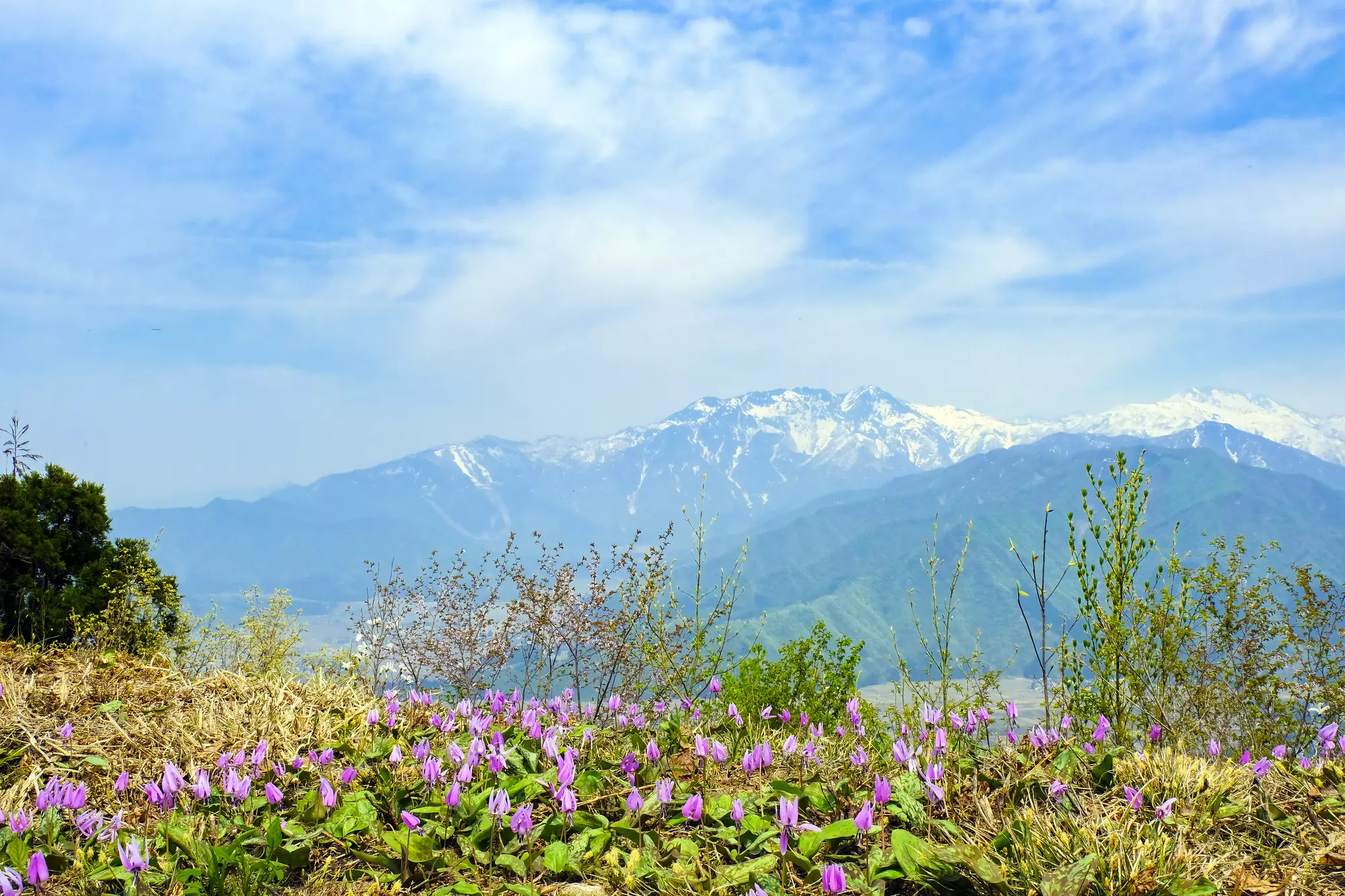【3月のお花見登山】美しい春の景色を満喫できる山8選