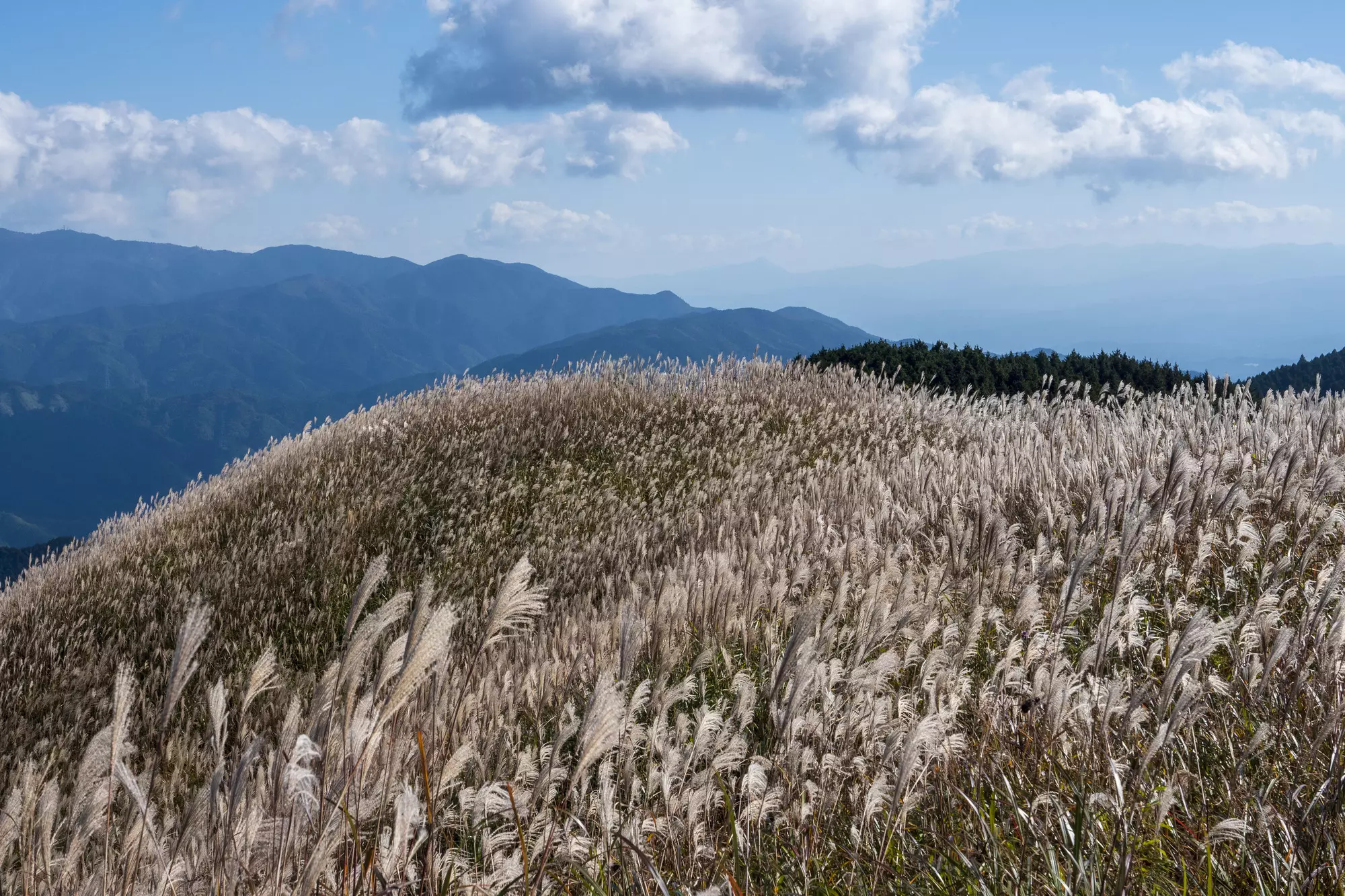 初心者でも気軽に挑戦！四季の自然と山頂の絶景を楽しむ岩湧山