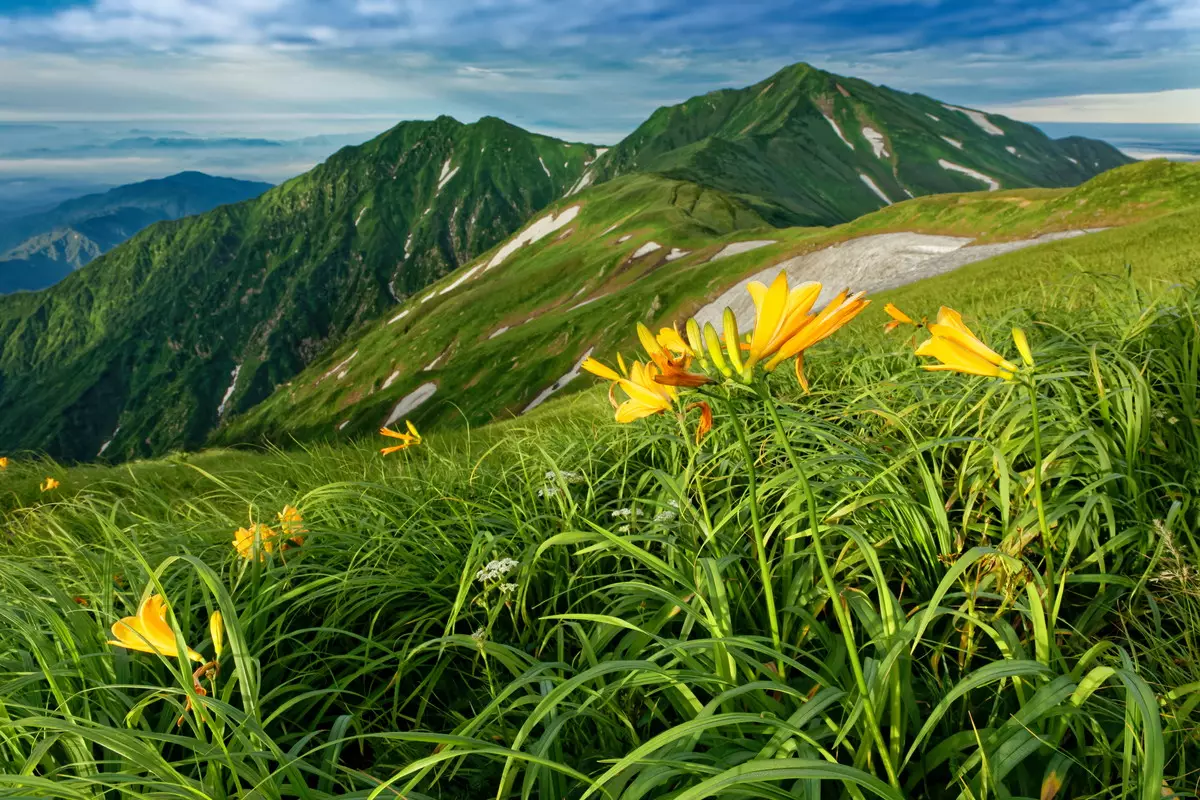 ニッコウキスゲの花と飯豊連峰・大日岳