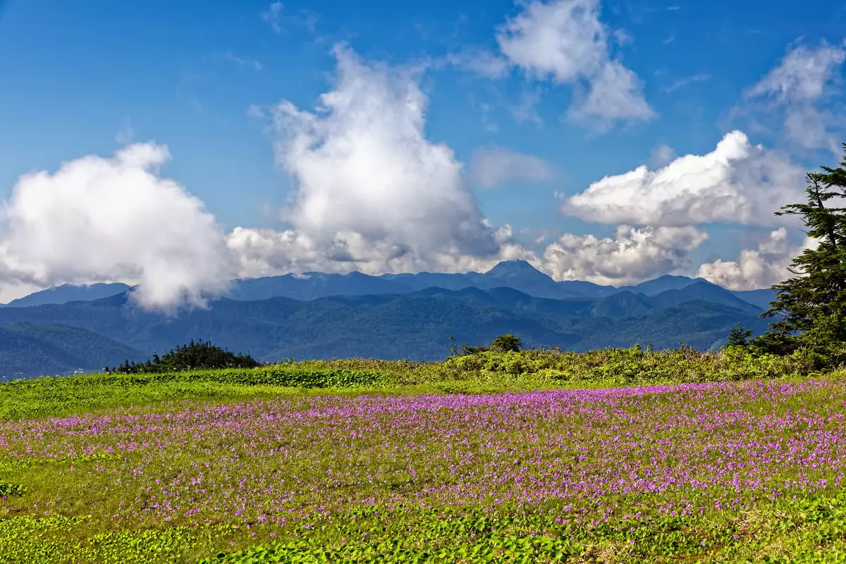 会津駒ヶ岳稜線のハクサンコザクラ群落と日光白根山の眺め