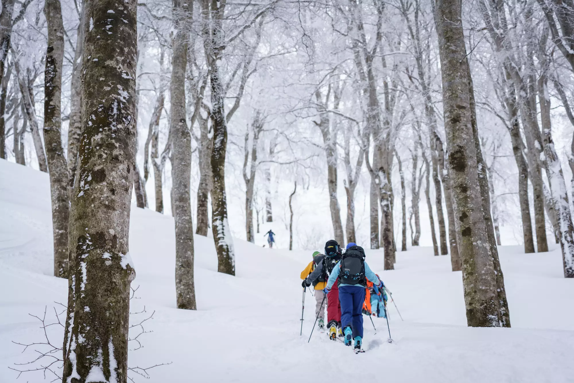 【四季を楽しむ山】ブナの森が美しい黒倉山の難易度別登山コース紹介
