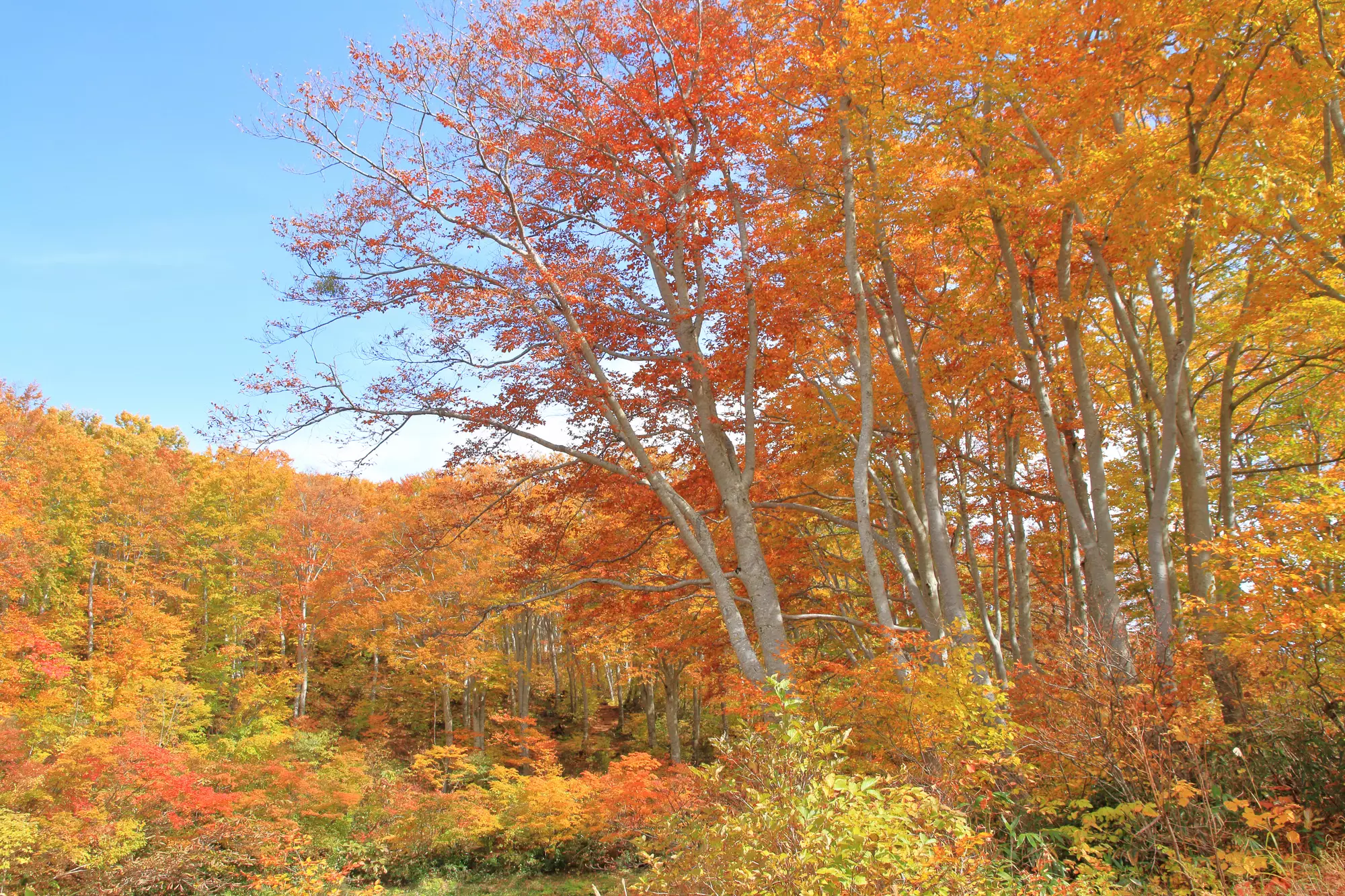 【初心者にもおすすめ】ブナの森の四季を感じる鍋倉山の難易度別登山コース紹介