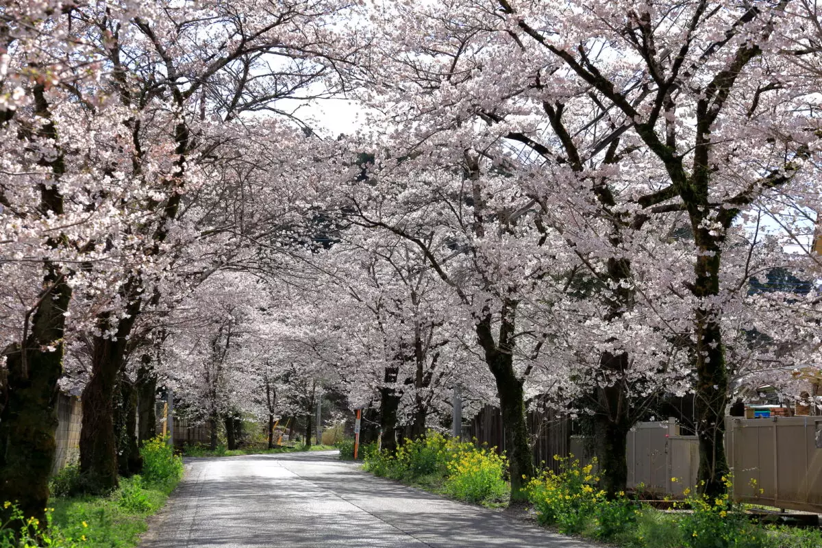 3月　お花見登山
桜のトンネル／栃木市太平山遊覧道路
