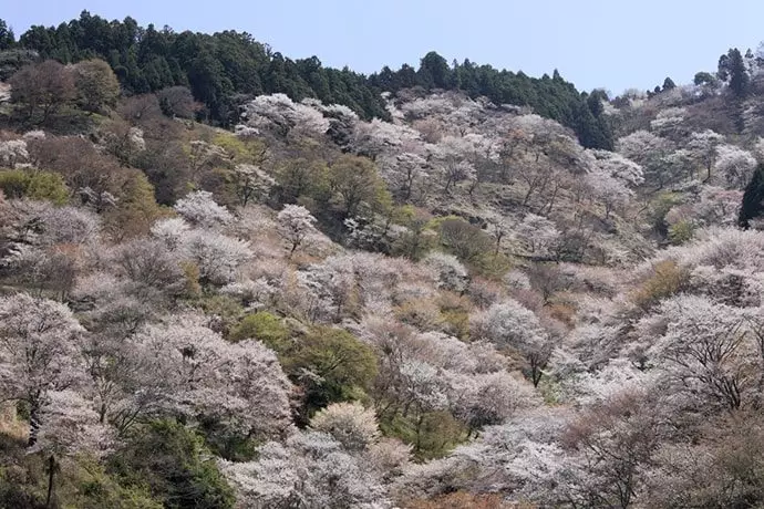 吉野山の桜「中千本滝桜」