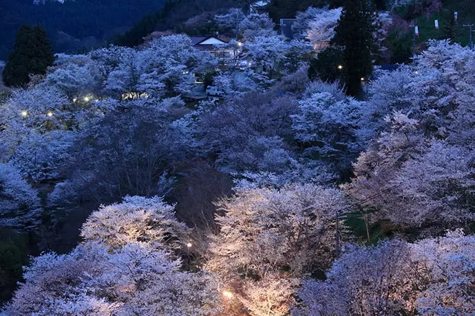 日本一の桜の名所 吉野山