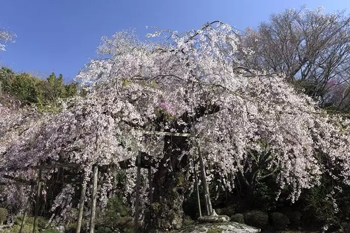 吉野山の桜「竹林院天人桜」