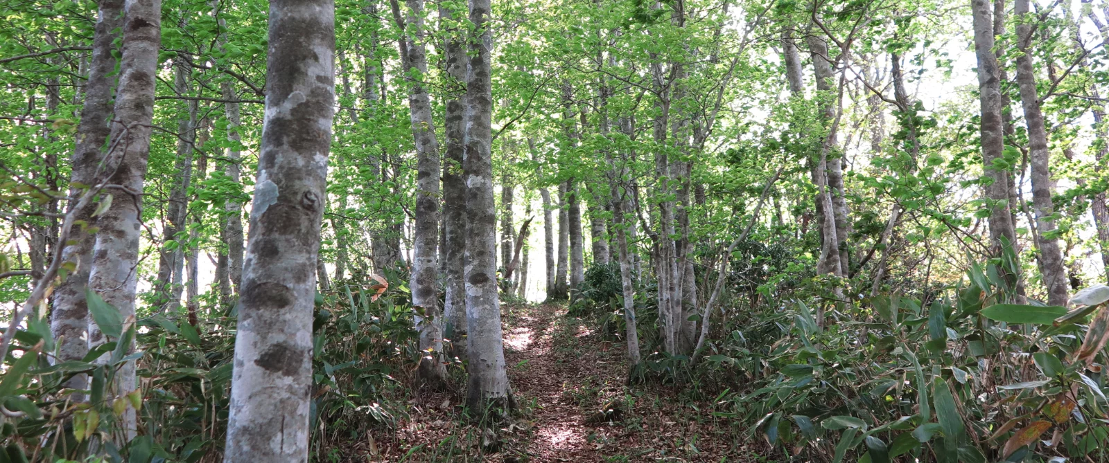 沖の郷山